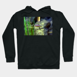 Aulonocara species ‘OB Peacock’ cichlid Hoodie